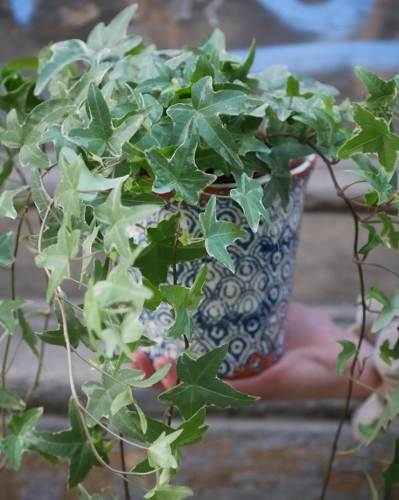 Hedera helix Mona Lisa_2.jpg