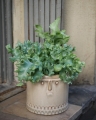 Phlebodium aureum Davana mini_1.jpg