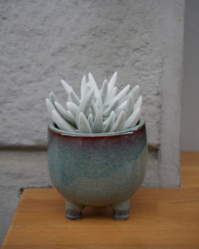 Senecio Mont Blanc_1.jpg
