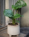 Calathea Orbifolia_1.jpg