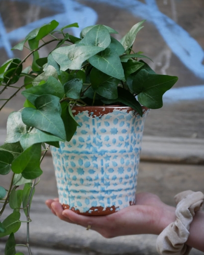 Hedera helix Mein Herz_2.jpg