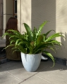 Asplenium antiquum Osaka_1.jpg