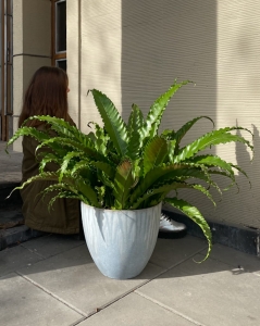 Asplenium antiquum 'Osaka'