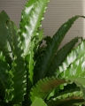 Asplenium antiquum Osaka_2.jpg