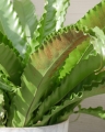 Asplenium antiquum Osaka_3.jpg