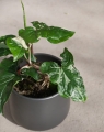 Syngonium Variegata_1.jpg
