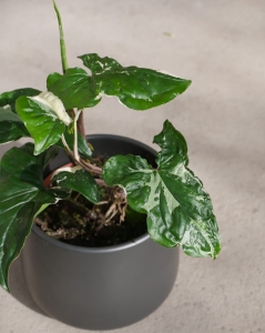 Syngonium Variegata