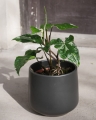 Syngonium Variegata_2.jpg