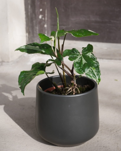 Syngonium Variegata_2.jpg
