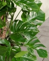 Monstera Deliciosa Variegata_3.jpg