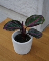 Calathea Roseapicta mini_1.jpg