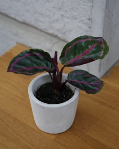 Calathea Roseopicta mini
