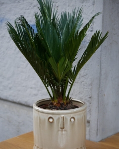Cycas Revoluta