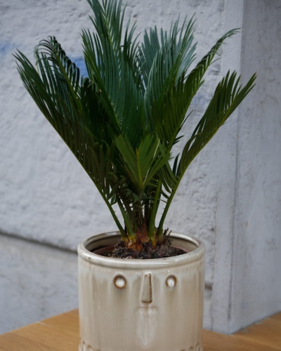 Cycas Revoluta_1.jpg