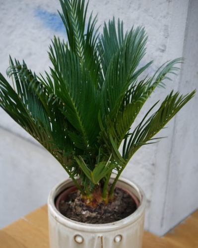 Cycas Revoluta_2.jpg