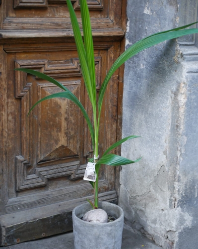 Cocos Nucifera_1.jpg