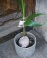 Cocos Nucifera_2.jpg