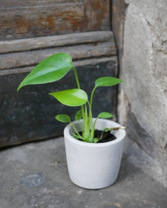 Monstera Deliciosa mini