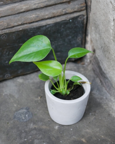 Monstera Deliciosa mini_12.jpg