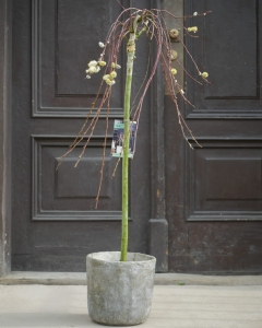 Salix Kilmarnock