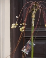 Salix Kilmarnock_2.jpg