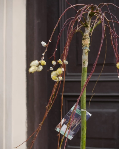Salix Kilmarnock_2.jpg