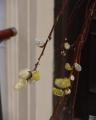 Salix Kilmarnock_3.jpg