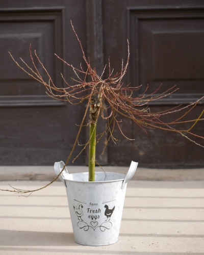 Salix Repens Iona_1.jpg