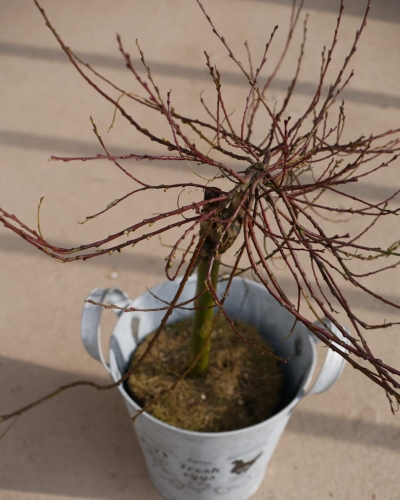 Salix Repens Iona_2.jpg