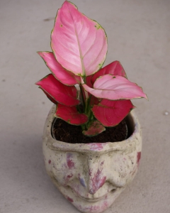Aglaomena Pink Star