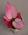 Aglaomena Pink Star_2.jpg