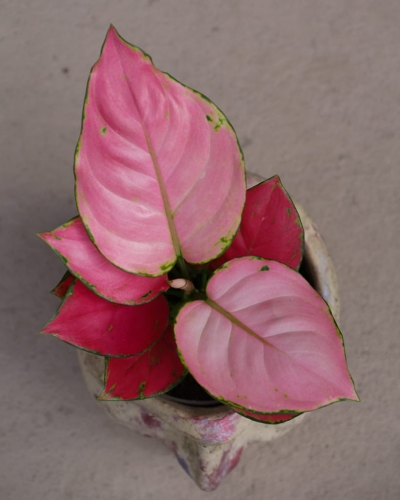 Aglaomena Pink Star_2.jpg