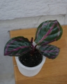 Calathea Roseapicta mini_2.jpg