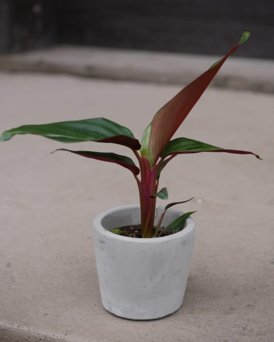 Stromanthe mini_1.jpg