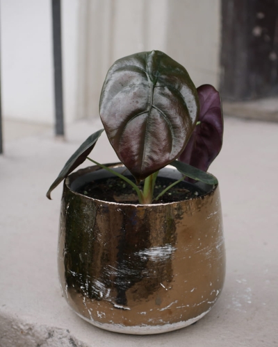 Alocasia Red Secret_1.jpg