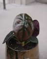 Alocasia Red Secret_2.jpg