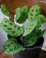 Maranta Leuconeura Kerchoveana_1.jpg