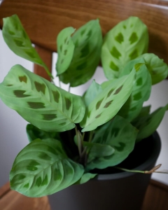 Maranta leuconeura 'Kerchoveana'