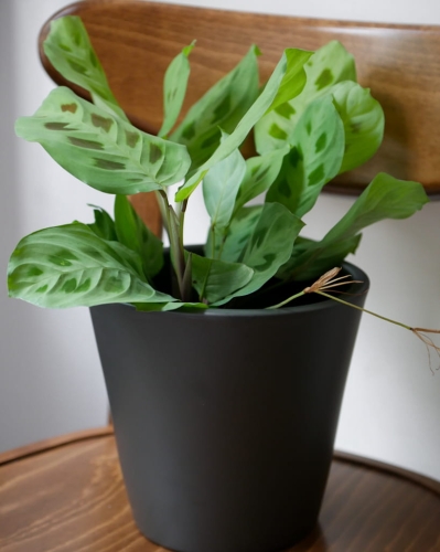 Maranta Leuconeura Kerchoveana_2.jpg