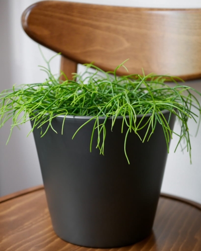 Rhipsalis Cahero_2.jpg