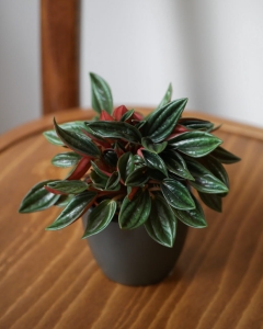Peperomia caperata Rosso