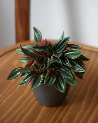 Peperomia caperata_1.jpg