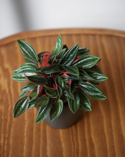 Peperomia caperata_2.jpg
