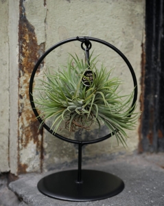 Tillandsia na stojaku