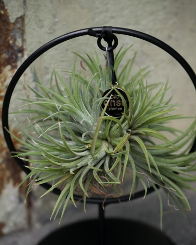 Tillandsia na stojaku_2.jpg