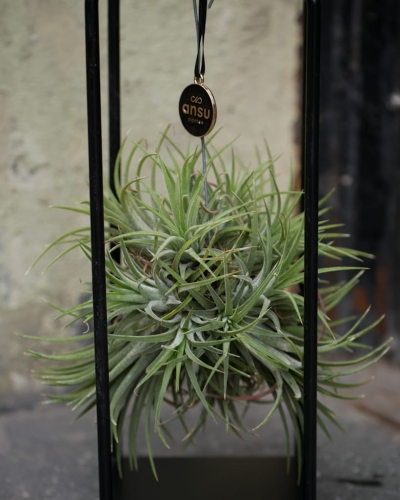 Tillandsia na stojaku_4.jpg