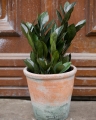 Zamioculcas Super Nova_1.jpg