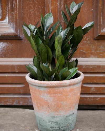 Zamioculcas Super Nova_1.jpg