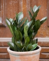 Zamioculcas Super Nova_2.jpg
