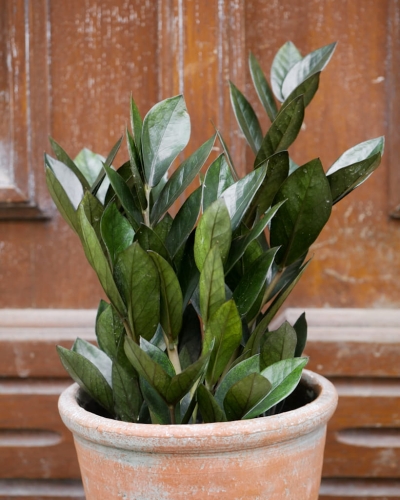 Zamioculcas Super Nova_2.jpg